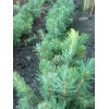 Саженец ели голубой черенок (15-20 см.): фото и описание