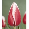 Луковица тюльпана Гуус Папендрехт (Guus papendrecht): фото и описание