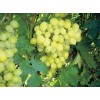 Саженец винограда Кристалл (Ранний/Белый): фото и описание