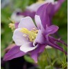 Саженец аквилегии Эрли Берд Пурпл Вайт (Early Bird Purple White): фото и описание
