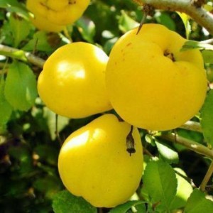 Айва яблоковидная Золото скифов