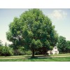 Саженец клёна Ясенелистный (от 150 см): фото и описание