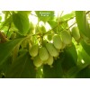 Саженцы актинидии женский Незнакомка -  5 шт.: фото и описание