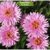 Саженцы астры альпийская Розетта (Rozetta) -  5 шт.: фото и описание