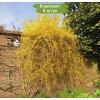 Сеянцы форзиции Свисающая (Пониклая) -  5 шт.: фото и описание