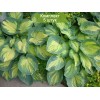 Саженцы хосты Грэйт Экспектейшн (Great Expectations) -  5 шт.: фото и описание