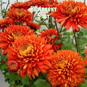 Комплект 5шт / Хризантема Аврора
