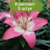 Луковицы лилии азиатской Перфект джой (Perfect Joy) -  5 шт.: фото и описание