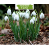 Луковицы Галантуса (Подснежника ) Фло -  5 шт.: фото и описание