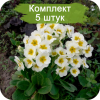 Саженцы примулы Альба (Alba) -  5 шт.: фото и описание