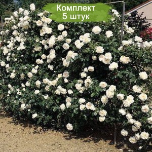 Комплект 5шт / Роза Айсберг Клаймбинг (плетистая)