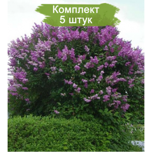 Комплект 5шт / Сирень ВЕНГЕРСКАЯ 
