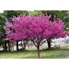 Саженцы церциса Розовый шарм (Саженцы до 50 см.) -  5 шт.: фото и описание