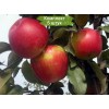 Саженцы яблони Айдаред (Ajdared) -  5 шт.: фото и описание