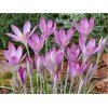 Луковица крокуса Томазини Розеус (Roseus): фото и описание