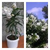 Саженец Олеандра белого Касабланка (Casablanca): фото и описание