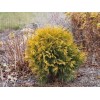 Туя Глобоза Ауреа (Globosa Aurea): фото и описание