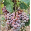 Саженец Винограда Гюляби дагестанский: фото и описание