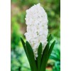 Луковица Гиацинта Сноу Кристалл (Snow Crystal): фото и описание